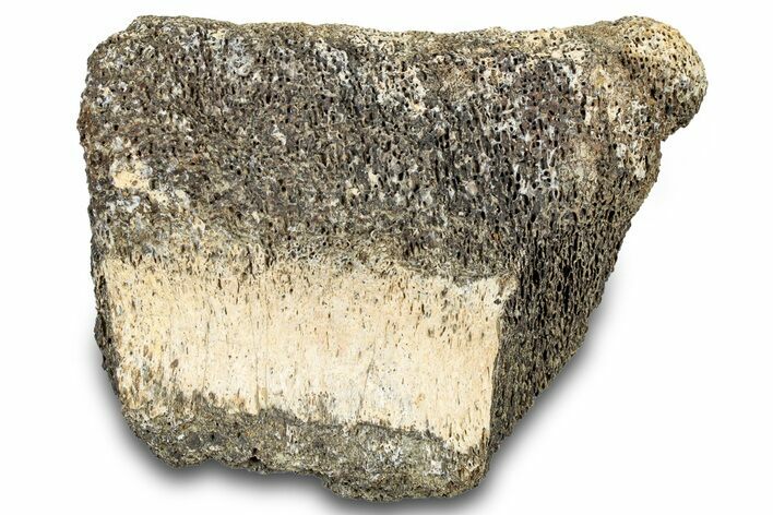 Dinosaur (Triceratops) Bone Section - Montana #300431